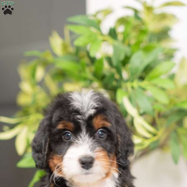 Remy, Mini Bernedoodle Puppy