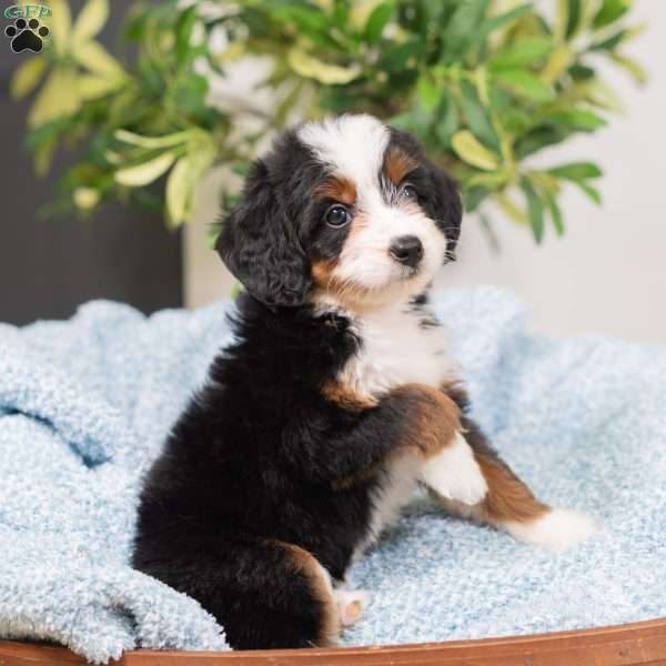 Raven, Bernedoodle Puppy