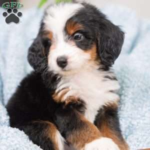 Raven, Bernedoodle Puppy