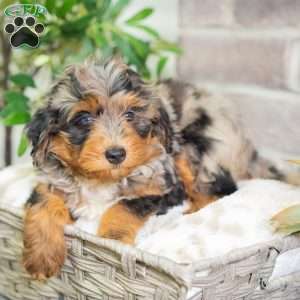 Jon, Mini Bernedoodle Puppy