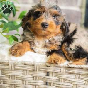 Jon, Mini Bernedoodle Puppy