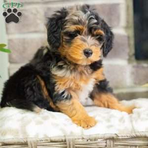 Jase, Mini Bernedoodle Puppy