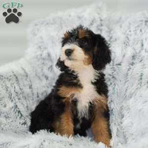 Rosie, Mini Bernedoodle Puppy