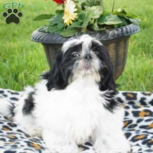 Finn, Shih Tzu Puppy