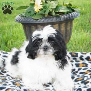 Finn, Shih Tzu Puppy