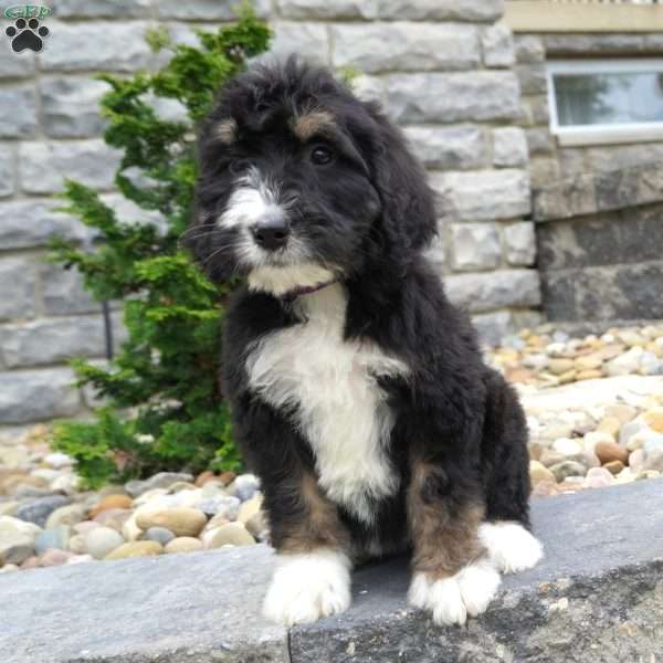Alice, Bernedoodle Puppy