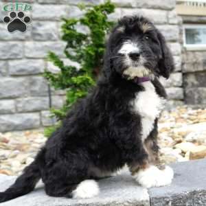 Alice, Bernedoodle Puppy