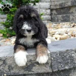 Alice, Bernedoodle Puppy
