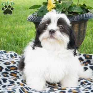 Felix, Shih Tzu Puppy