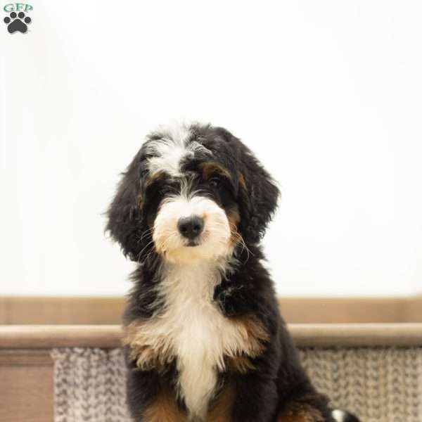 Roxy, Mini Bernedoodle Puppy