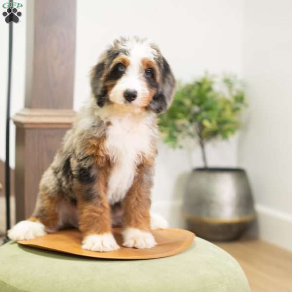 Ruby, Mini Bernedoodle Puppy