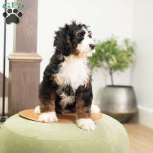 Rosco, Mini Bernedoodle Puppy