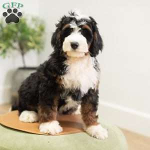 Rosco, Mini Bernedoodle Puppy