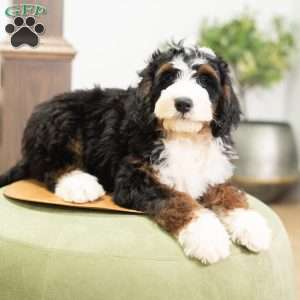Rosco, Mini Bernedoodle Puppy