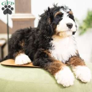 Rosco, Mini Bernedoodle Puppy