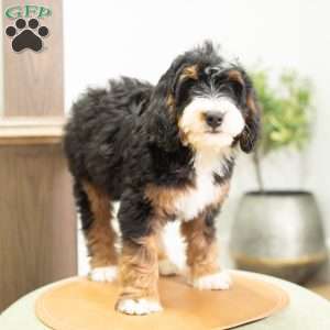 Rosie, Mini Bernedoodle Puppy