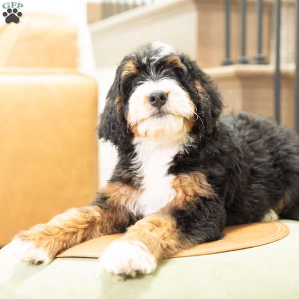 Rosie, Mini Bernedoodle Puppy