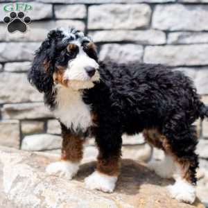 Rosco, Mini Bernedoodle Puppy