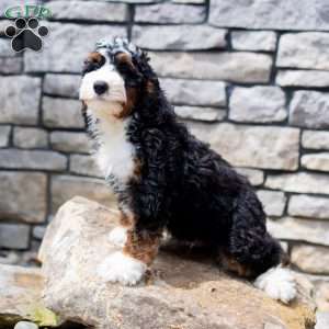 Rosco, Mini Bernedoodle Puppy