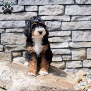 Rosie, Mini Bernedoodle Puppy