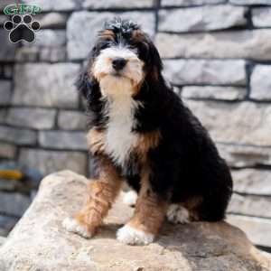 Rosie, Mini Bernedoodle Puppy