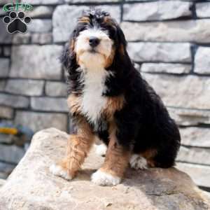 Rosie, Mini Bernedoodle Puppy