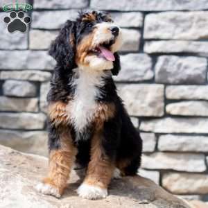 Rosie, Mini Bernedoodle Puppy