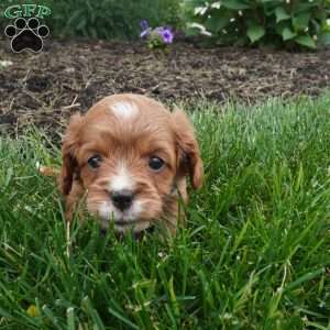 Letty, Cavapoo Puppy