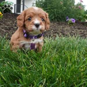 Letty, Cavapoo Puppy