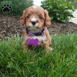 Letty, Cavapoo Puppy