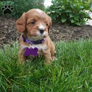 Letty, Cavapoo Puppy