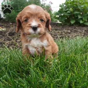 Letty, Cavapoo Puppy