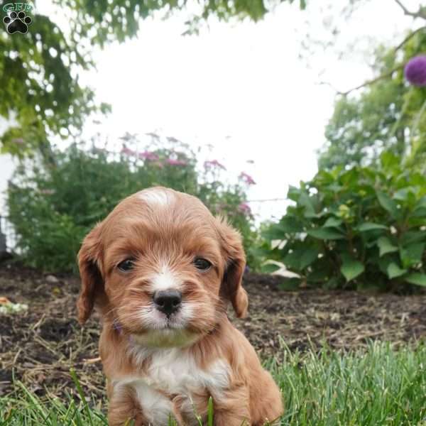Letty, Cavapoo Puppy