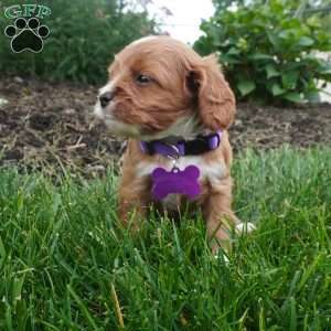 Letty, Cavapoo Puppy