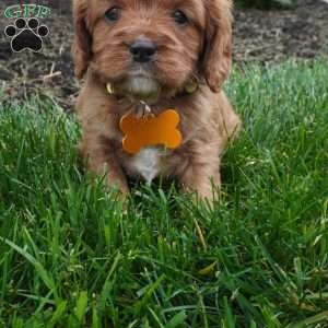 Lexi, Cavapoo Puppy