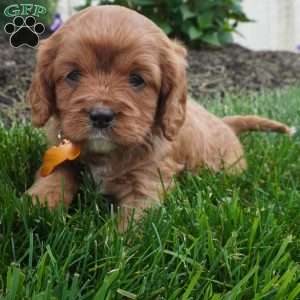 Lexi, Cavapoo Puppy