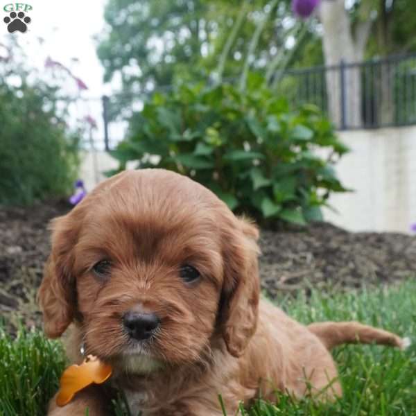 Lexi, Cavapoo Puppy