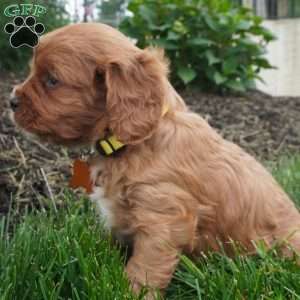 Lexi, Cavapoo Puppy