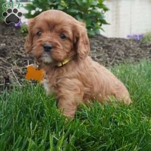 Lexi, Cavapoo Puppy