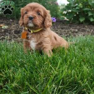 Lexi, Cavapoo Puppy