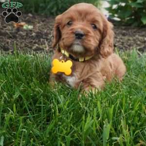 Lexi, Cavapoo Puppy
