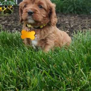 Lexi, Cavapoo Puppy