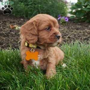 Lexi, Cavapoo Puppy