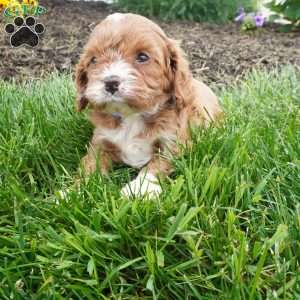 Leo, Cavapoo Puppy