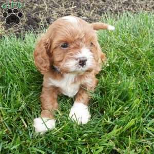 Leo, Cavapoo Puppy