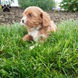 Leo, Cavapoo Puppy