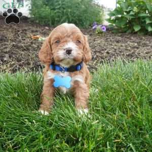 Leo, Cavapoo Puppy