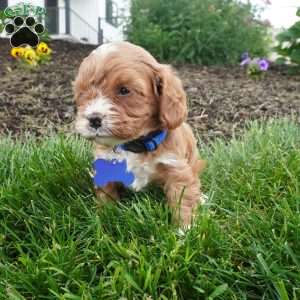 Leo, Cavapoo Puppy