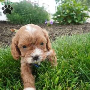Leo, Cavapoo Puppy