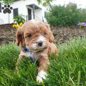 Leo, Cavapoo Puppy